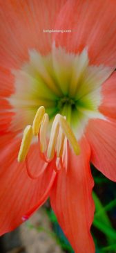 kepala sari bunga amaryllis